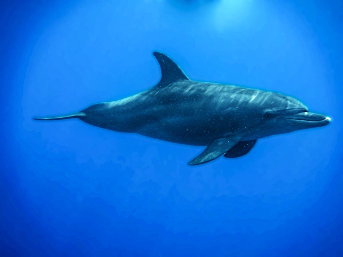 Podvodní fotky - Rudé moře - Delfín