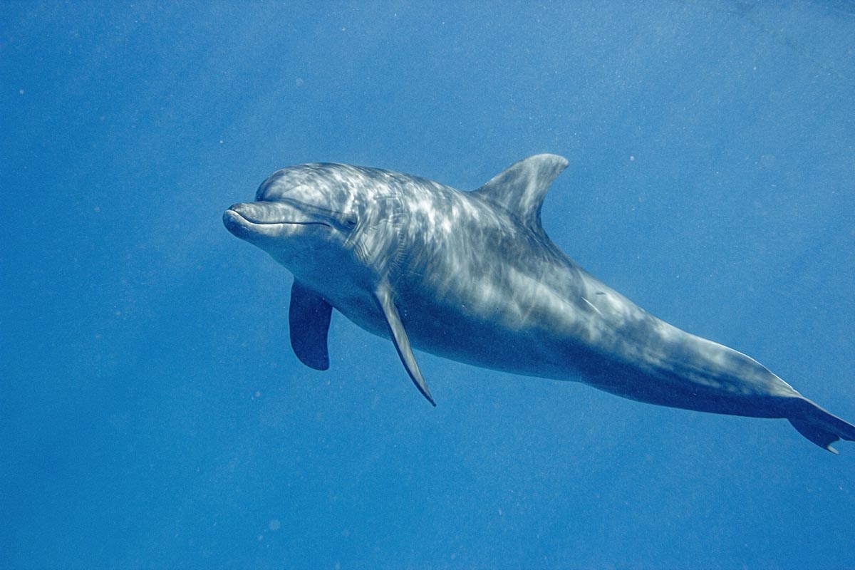 Podvodní fotky - Rudé moře - delfín