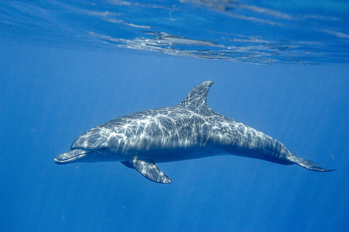 Podvodní fotky - Rudé moře - delfín