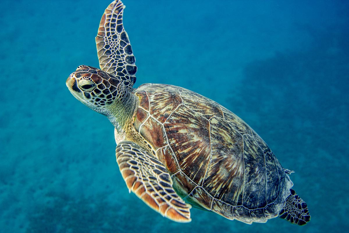 Podvodní fotky - Rudé moře - mořská želva, kareta