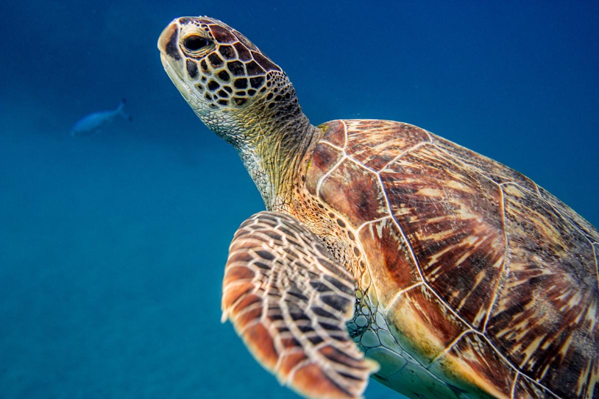 Podvodní fotky - Rudé moře - mořská želva, kareta