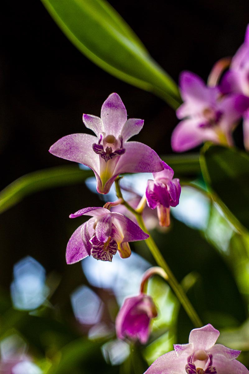 Fotografování přírody - orchideje