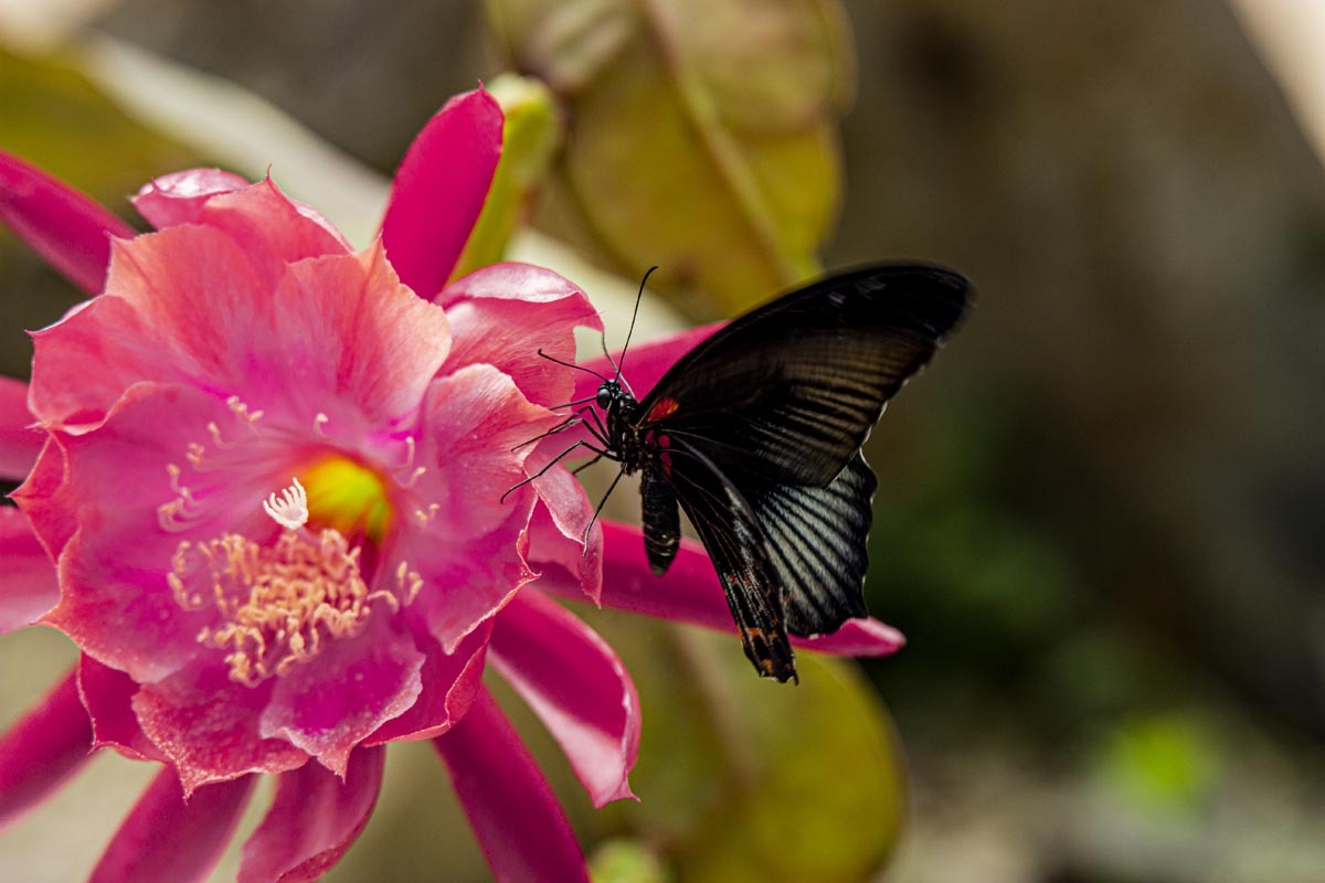 Fotografování přírody - makro, motýl, výstava motýlů