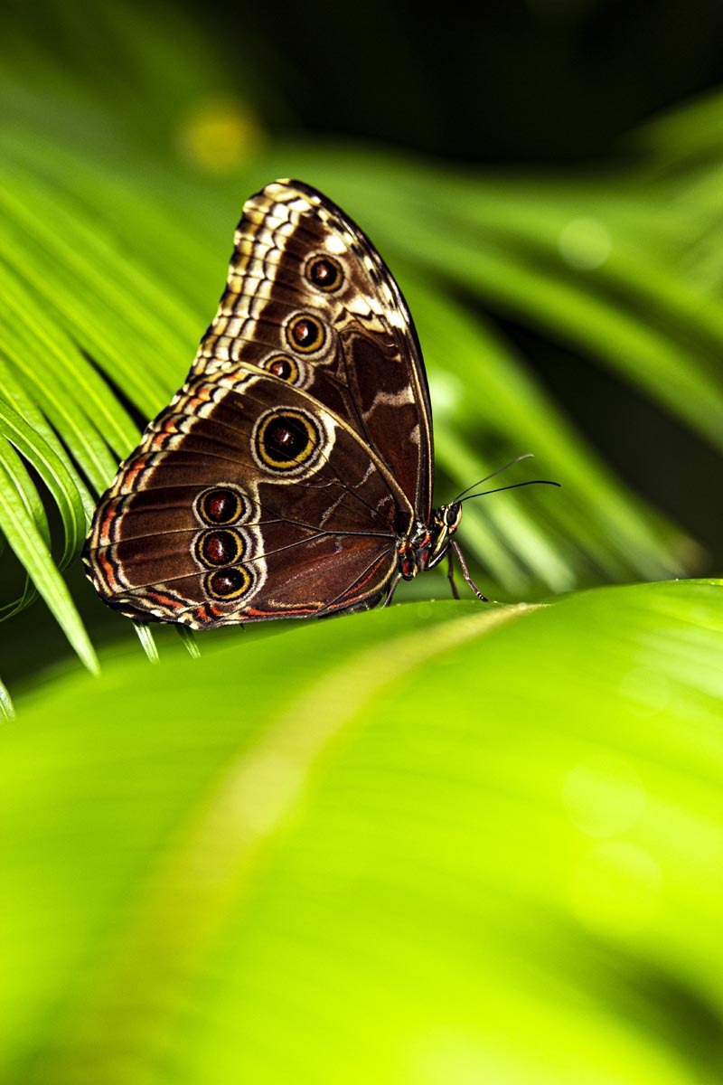 Fotografování přírody - makro, motýl, výstava motýlů